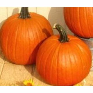 Gladiátor F1 Halloween tök vetőmag 250 szem