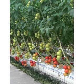 Grandella F1 paradicsom vetőmag (korai, nagy termőképességű) 100 szem