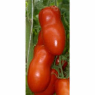 Pozzano F1 paradicsom vetőmag 100 szem