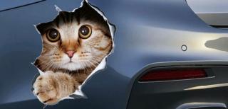 Autóból kimászó cica matrica