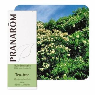 Teafa (Melaleuca alternifolia) (116)