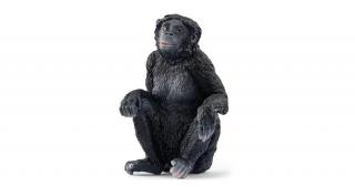 BONOBO NŐSTÉNY, Scheilch