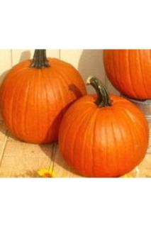 Gladiátor F1 Halloween tök vetőmag 250 szem