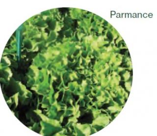 Parmance endívia vetőmag 5000 szem (pillírozott)
