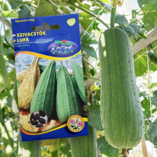 RÉDEI VETŐMAG - LUFFA TÖK (SZIVACSTÖK)