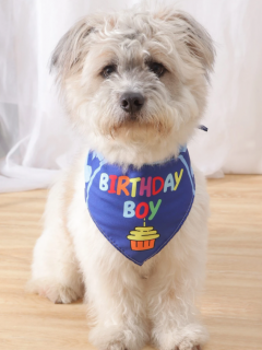 "Birthday boy" csontocskás születésnapi kendő kutyáknak