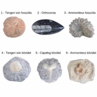 Kövület dobozban - Tengeri sün fosszíilia