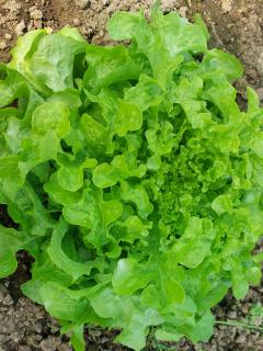 Saláta zöld tölgylevelű Bio (Erdődi Biokertészet)