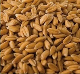 Tönkölybúza Szemes Hántolt Bio (kg) (Erdődi Biogazdaság)