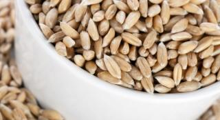 Tönkölybúzafű mag Szemes Hántolatlan Bio (kg) (Erdődi Biogazdaság)
