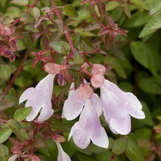 Abelia grandiflora 'Pinky Bells' – Nagyvirágú tárnicslonc