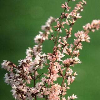 Abeliophyllum distichum 'Roseum' – Koreai hóvessző