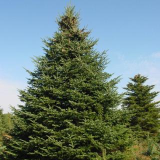 Abies balsamea – Balzsamos jegenyefenyő