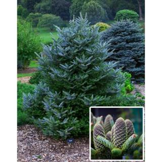 Abies koreana 'Silberlocke' – Koreai jegenyefenyő