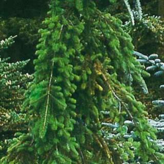 Abies veitchii 'Pendula' – Csüngő jegenyefenyő