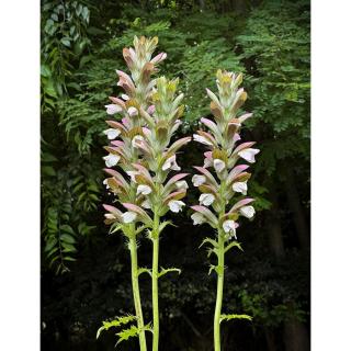 Acanthus mollis – Medveköröm