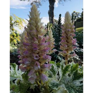 Acanthus mollis 'Tasmanian Angel' – Medveköröm
