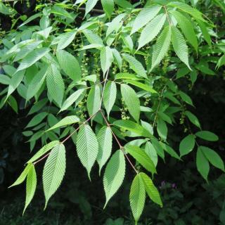 Acer carpinifolium – Gyertyánlevelű juhar