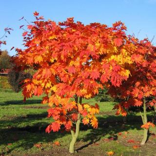 Acer japonicum 'Vitifolium' – Telihold juhar