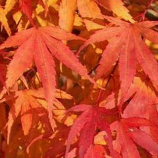 Acer palmatum 'Arakawa'  – Japán juhar