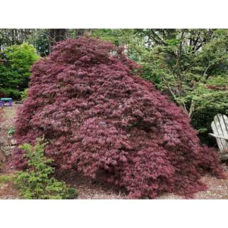 Acer palmatum 'Shojo Shidare' – Japán juhar