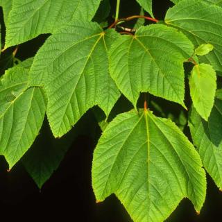 Acer pennsylvanicum – Pennsylvániai juhar