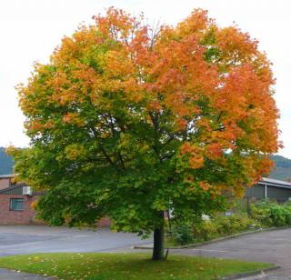 Acer platanoides - Korai juhar (extra méretű koros)