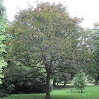 Acer platanoides 'Rubrum' – Korai juhar