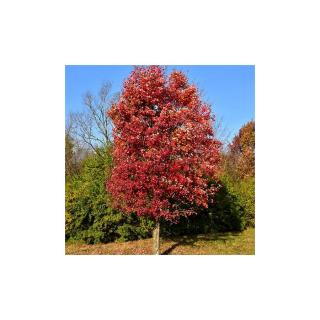 Acer rubrum 'Autumn Flame' – Vörös juhar