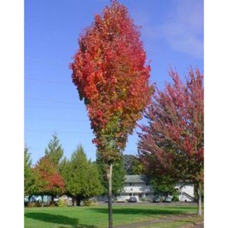 Acer rubrum 'Scanlon' – Vörös juhar