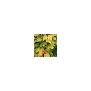 Acer rubrum 'Shocking Gold' – Vörös juhar