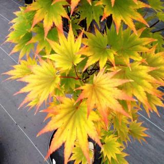 Acer shirasawanum 'Jordan' – Juhar
