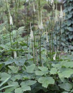 Actaea japonica 'Cheju-Do'-Japán poloskavész