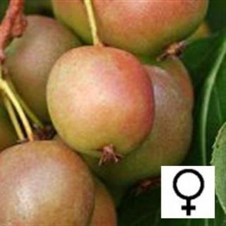 Actinidia arguta 'Domino' – Termős kivi