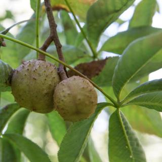 Aesculus glabra 'October Red' – Vadgesztenye