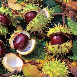 Aesculus hippocastanum 'Memmingeri' – Vadgesztenye