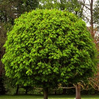 Aesculus hippocastanum 'Umbraculifera' – Közönséges vadgesztenye