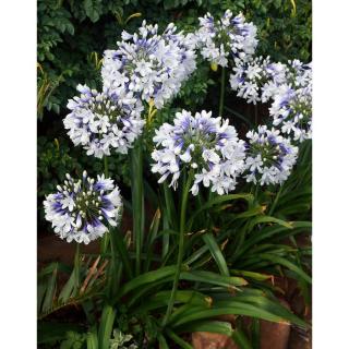 Agapanthus 'Twister' – Szerelemvirág