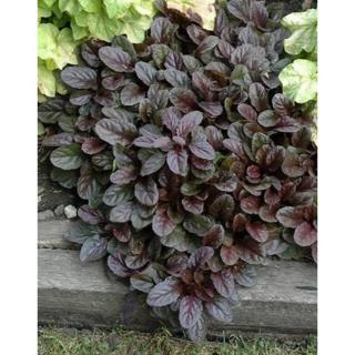 Ajuga reptans 'Mahogany' – Indás ínfű