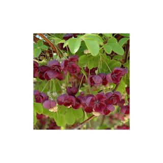 Akebia quinata – Ötlevelű akébia