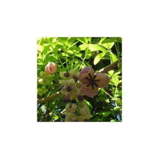 Akebia quinata 'Silver Bell's' - Ötlevelű akébia
