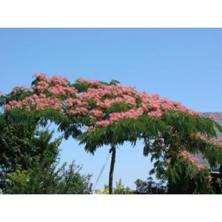 Albizia julibrissin 'Ombrella' - Selyemakác