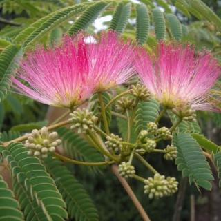 Albizia julibrissin 'Rosea' – Rózsaszín virágú selyemakác