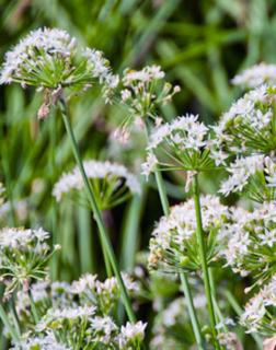 Allium tuberosum – Kínai metélőhagyma