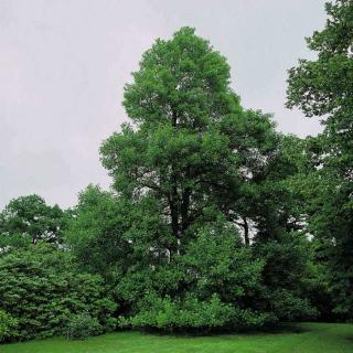 Alnus glutinosa – Enyves éger, Mézgás éger