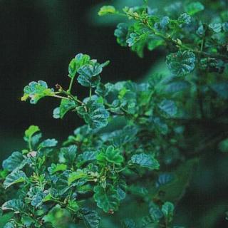 Alnus glutinosa 'Incisa' – Enyves éger