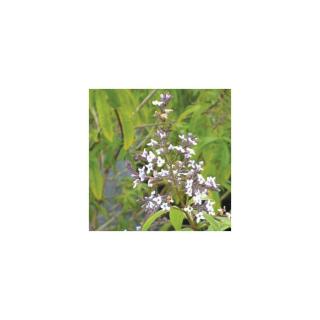 Aloysia citrodora (syn.: Aloysia triphylla)  – Citromverbéna