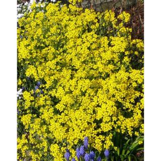 Alyssum saxatile 'Summit' (Aurinia saxatilis) - Szirti ternye