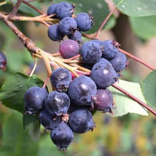 Amelanchier alnifolia 'Greatberry Garden' – Mézalmácska