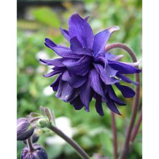 Aquilegia caerulea var. stellata 'Blue Barlow' – Kolorádói harangláb
